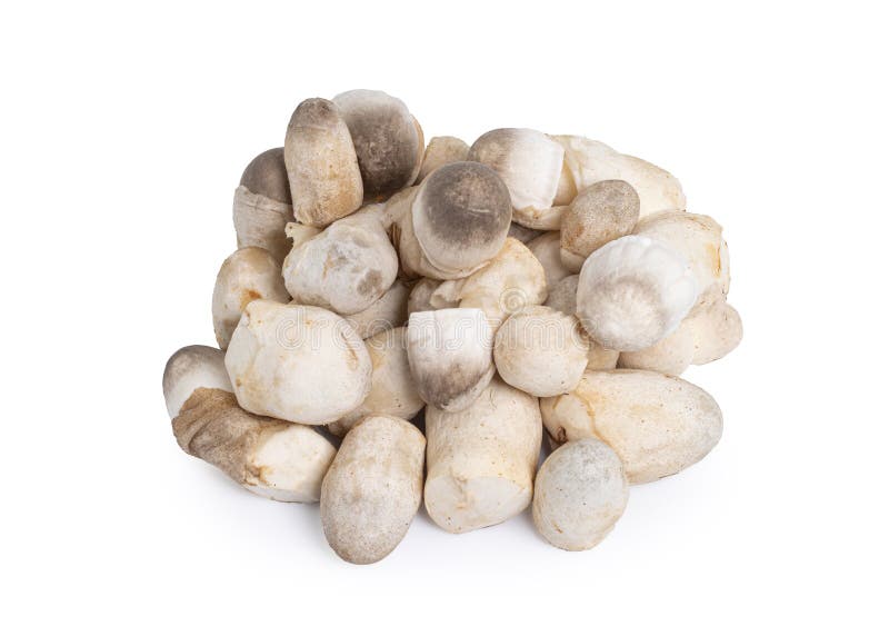 Straw mushroom isolated on white background with clipping path, Volvariella volvacea (Bulliard ex Fries stock images