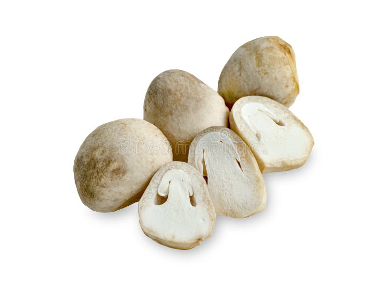 Straw mushroom isolated on white background royalty free stock images