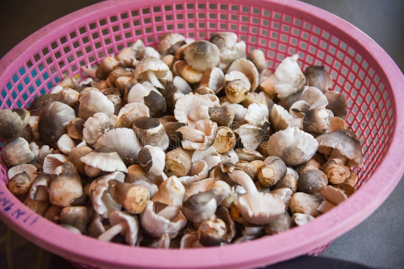Straw mushroom stock photo