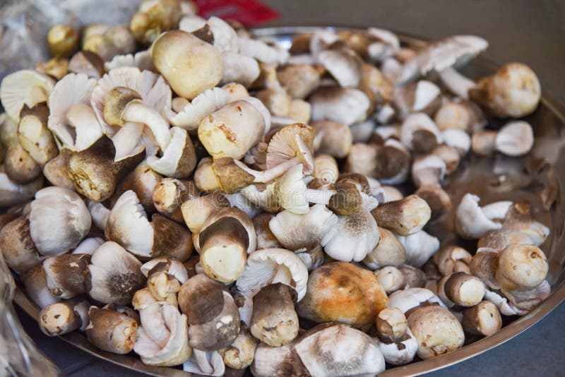 Straw mushroom royalty free stock images