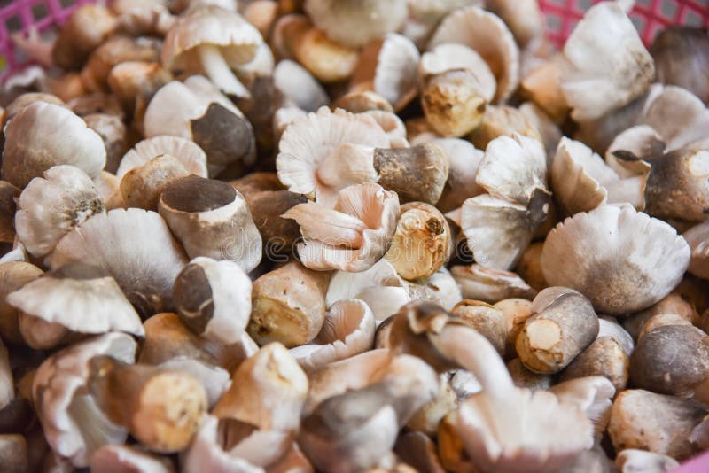 Straw mushroom royalty free stock photos