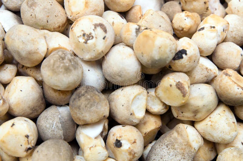 Straw mushroom stock images