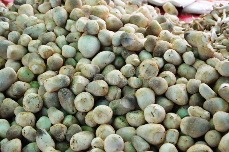 Straw mushroom royalty free stock photos