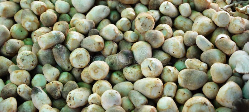 Straw mushroom stock photos