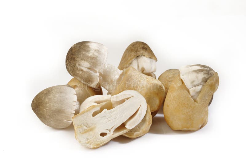 Straw mushroom on white stock image