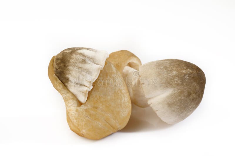 Straw mushroom stock image