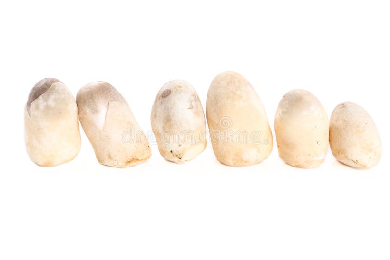 Straw mushroom on white background - Isolated stock photo Straw mushroom on white background - Isolated stock photo