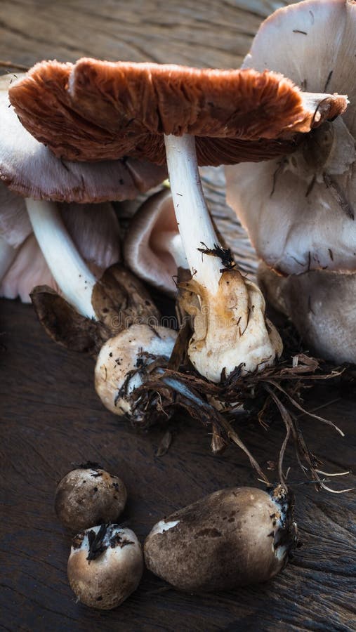 Straw mushrooms stock image. Image of mushroom, herbal 81688763