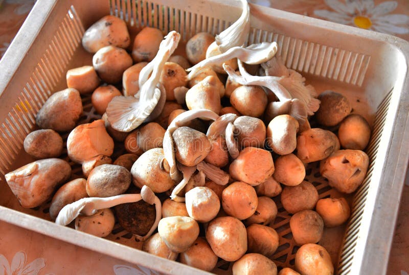 Straw mushrooms stock photo. Image of gastronomy, diet 56754470