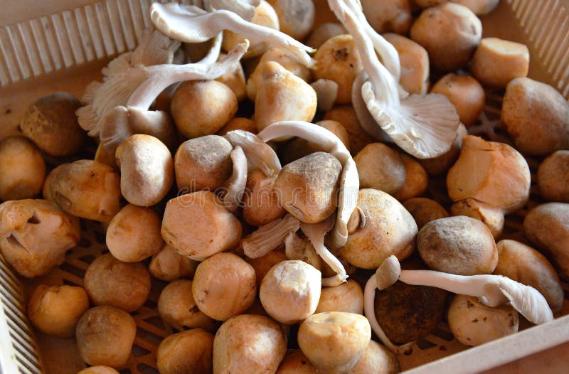 Straw mushrooms stock photo. Image of delicious, style 56754648