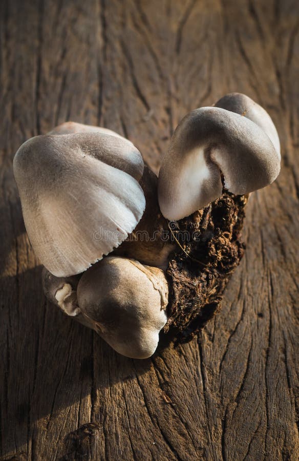Straw mushrooms stock photo. Image of cultivation, herbal 81651078