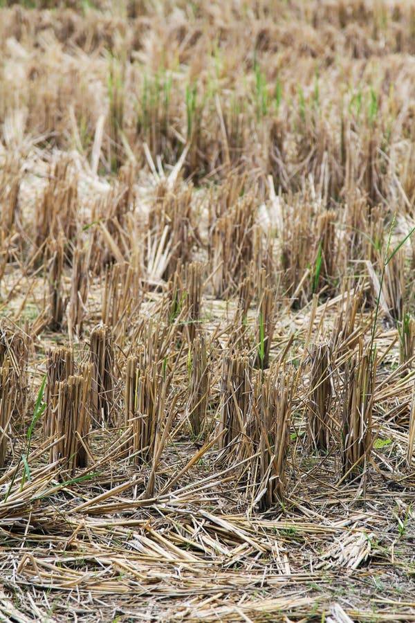 Straw on rice field. stock image. Image of straw, farm 48030499