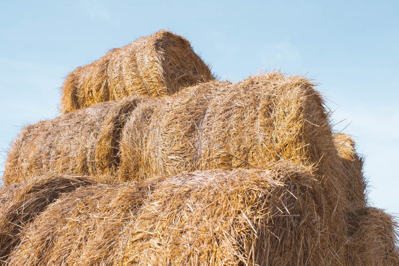 Straw in Rolls. Hay for Animal Feed. Farming Stock Image - Image of farm,  barn: 218028241