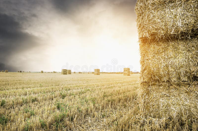 Straw square bale on field with sunset cloudy sky royalty free stock images