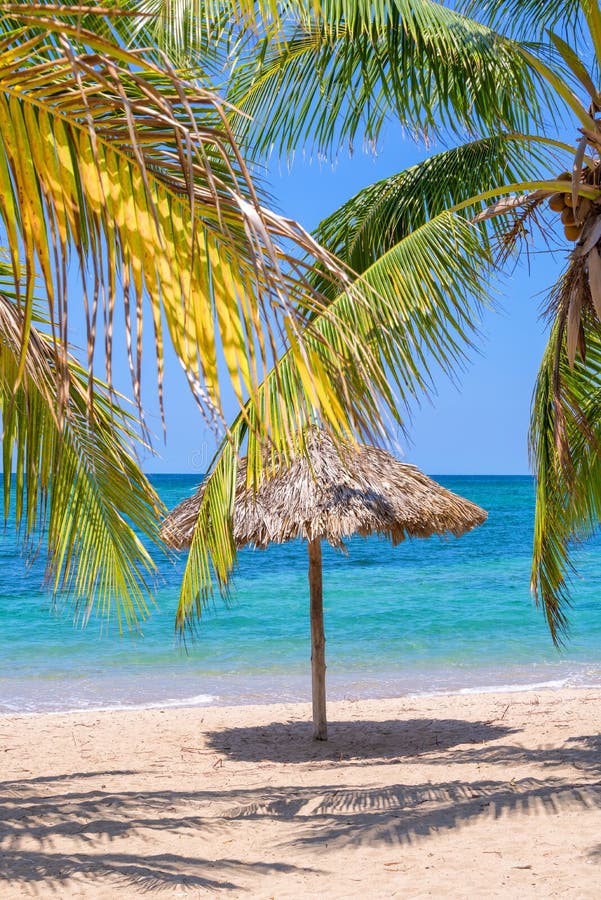 Straw Umbrella and Palm Tree on a Beautiful Tropical Beach Stock Image