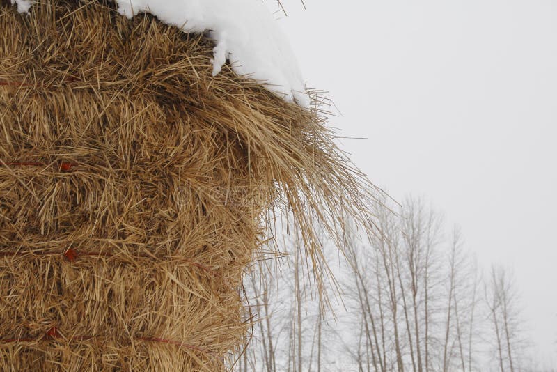 Straw in Winter stock photo. Image of season, profile 48745460