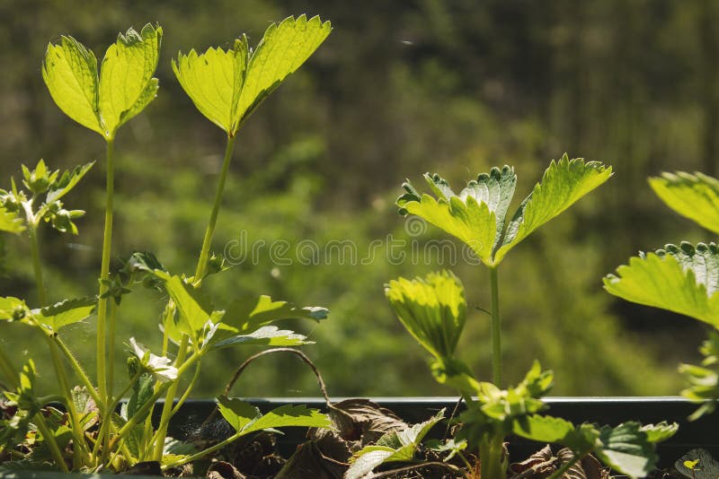 Strawberrie växter som växer i en trädgård. Ny gräsplan, strawberrie planterar att växa i en trädgård