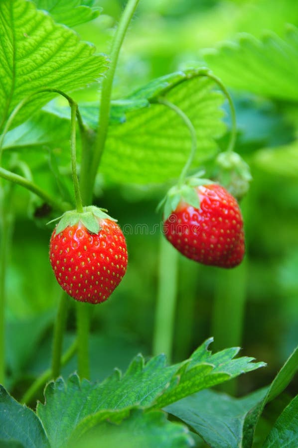 Strawberries