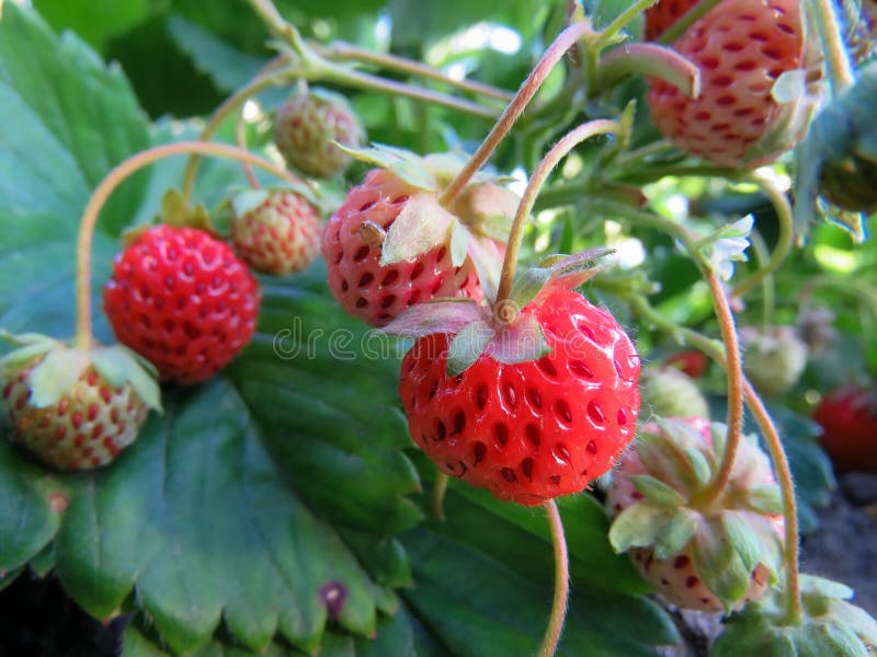 Strawberries on a bed stock photo. Image of berry, flower 119514170