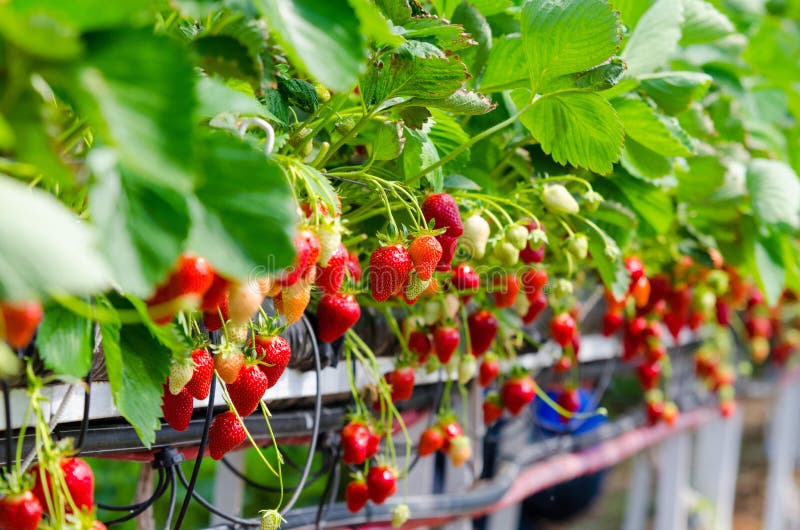 Strawberries being grown commercially on table top irrigation system. Fruit scene stock images, royalty-free photos and pictures
