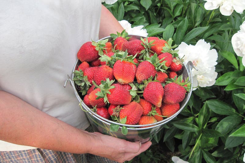 Strawberries in bucket on white flowers background. Mature woman hands hold summer harvest of home garden stock photos Strawberries in bucket on white flowers background. Mature woman hands hold summer harvest of home garden stock photos