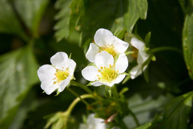 Strawberries flowers