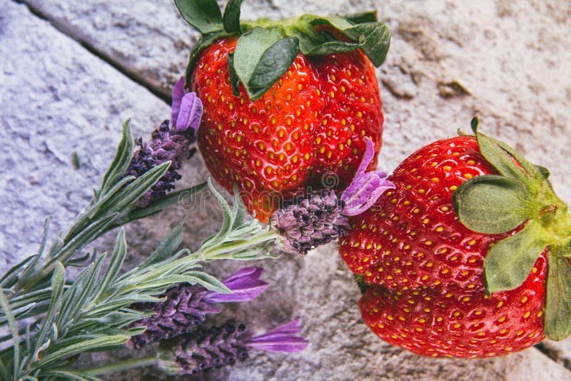 Strawberries with flowers stock photo. Image of diet 53191170