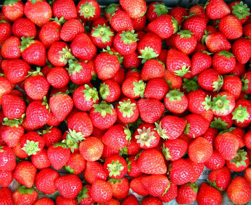 Strawberries galore stock photo. Image of juicy, galore 75809324
