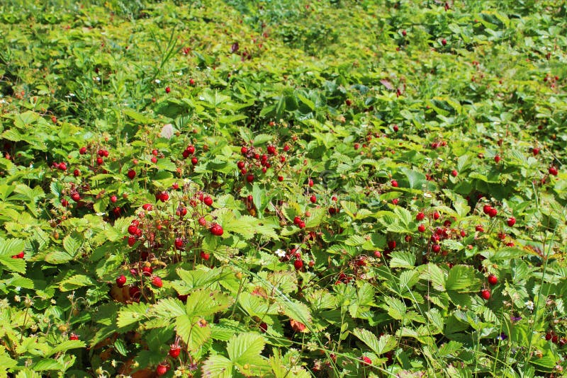 Strawberries in the garden on a summer day. Field of strawberry plants having both white flowers and red berries royalty free stock photos Strawberries in the garden on a summer day. Field of strawberry plants having both white flowers and red berries royalty free stock photos