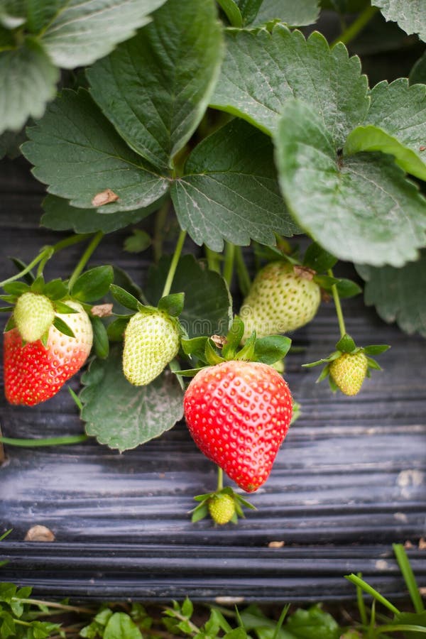 Strawberries grow in greenhouse