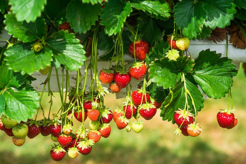 Strawberries Growing on a Bush Stock Photo Image of cultivation