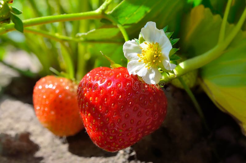 Strawberries growing in a garden among green leaves