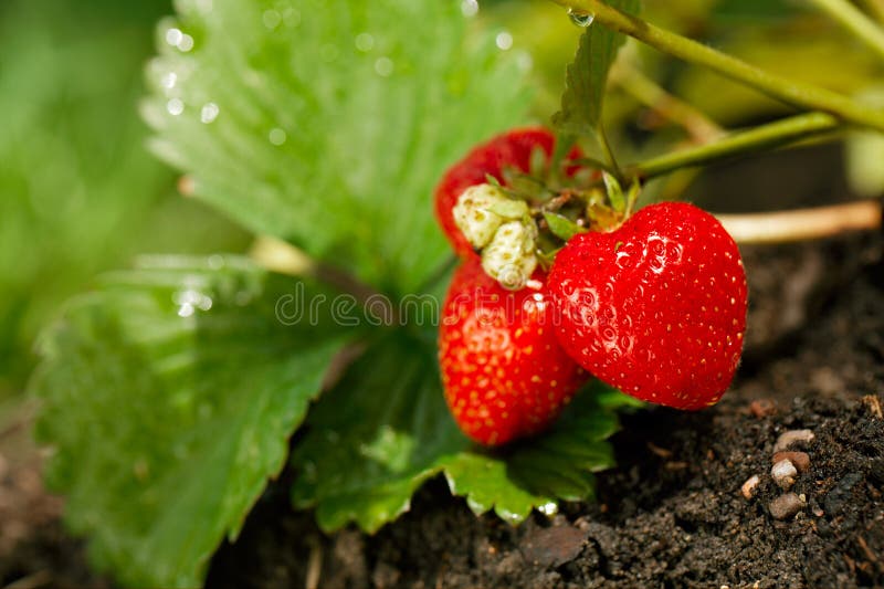 Strawberries growing in the garden soil stock image Strawberries growing in the garden soil stock image