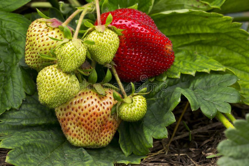 Ripe And Unripe Strawberries Growing On The Ground Stock Photo Image