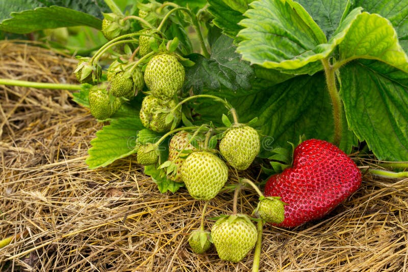 Ripe And Unripe Strawberries Growing On The Ground Stock Photo Image of nature, gardening