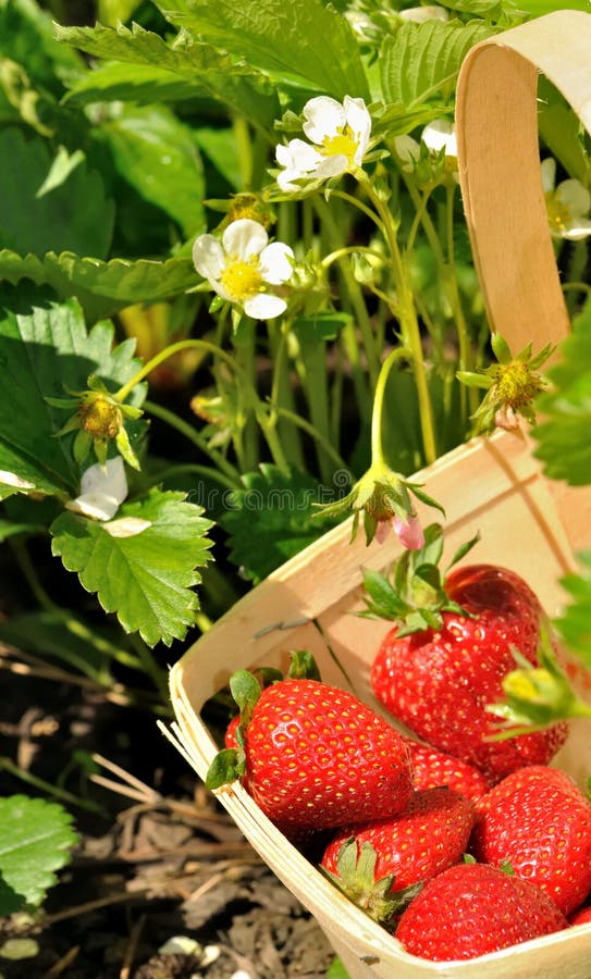 Strawberries harvested