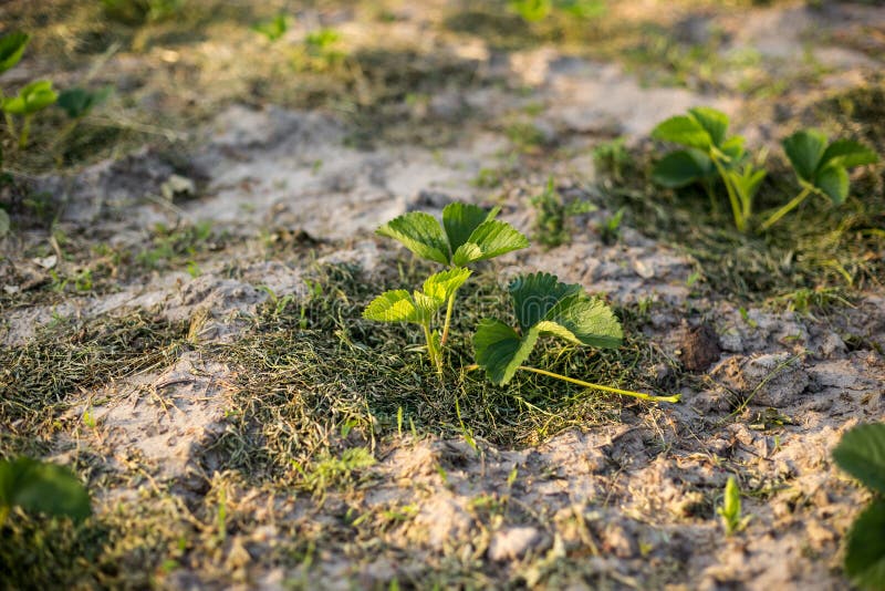 Strawberries Mulching with Grass in Sandy Soil at Sunset Stock Image