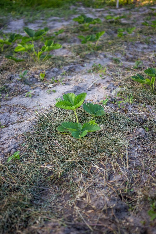 Rows of Strawberries in the Home Garden in Sandy Soil at Sunset Stock Image Image of botanic