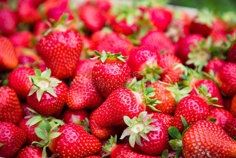 Strawberries stock photo. Image of farm, strawberries 184579396