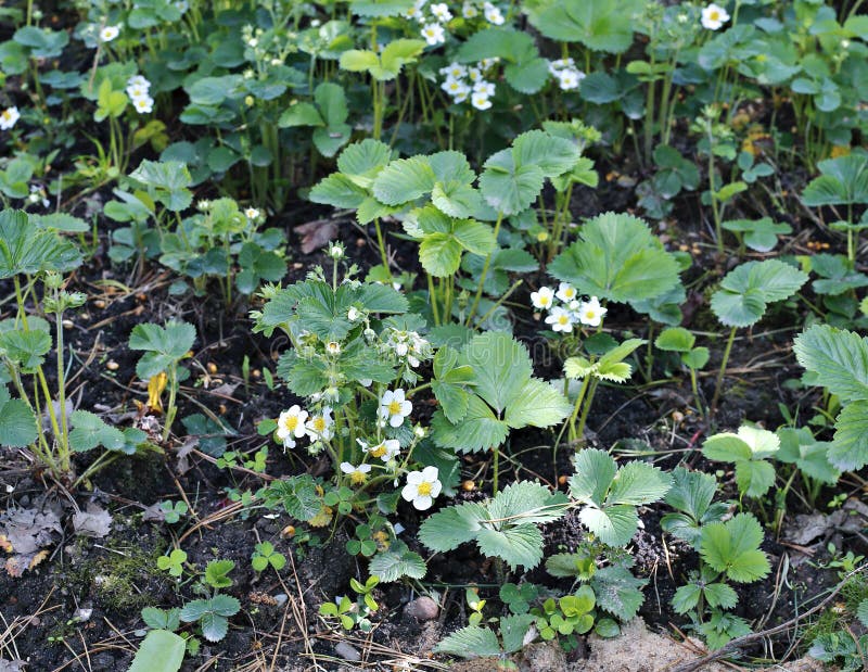 Flowering Strawberry Plant on the Gardenbed Stock Photo Image of