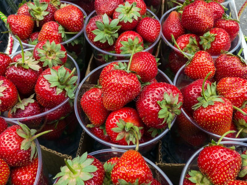 Strawberries in Plastic Cups on a Merchant`s Tray Stock Photo Image