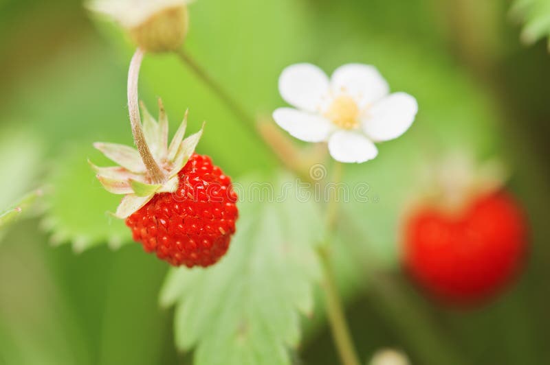 Strawberry