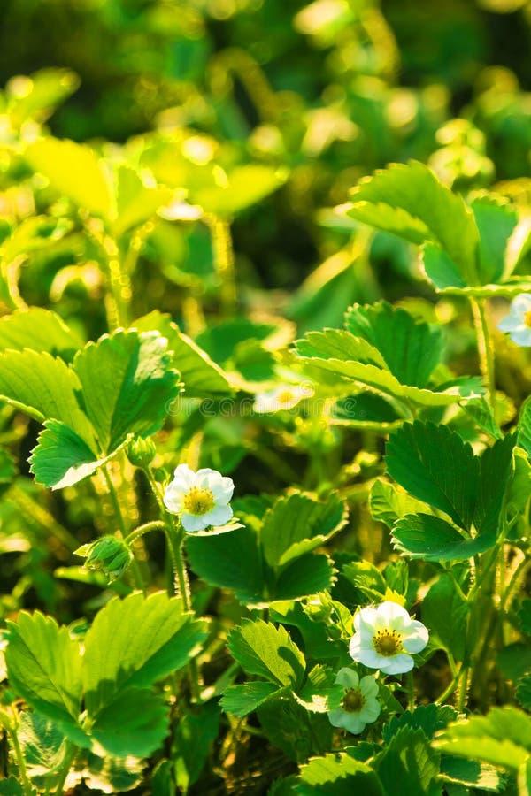 Strawberry royalty free stock image