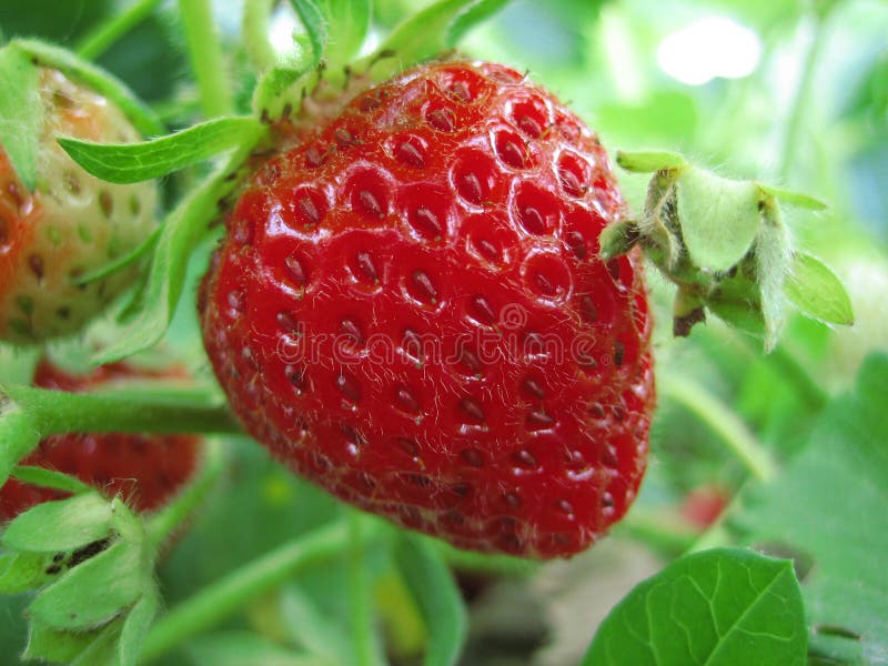 Strawberry royalty free stock image