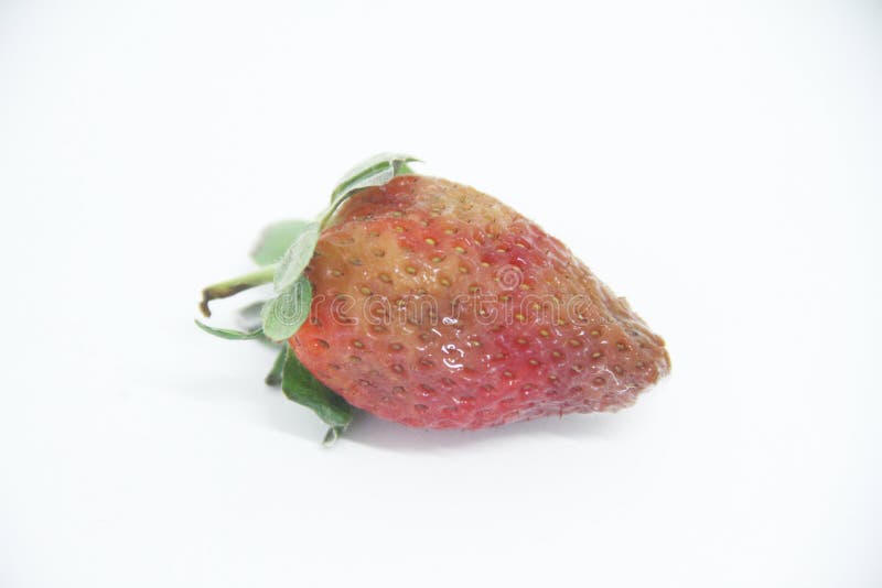 Strawberry food agriculture isolated mold delicious healthful fruit Sao Paulo Brazil stock photography Strawberry food agriculture isolated mold delicious healthful fruit Sao Paulo Brazil stock photography