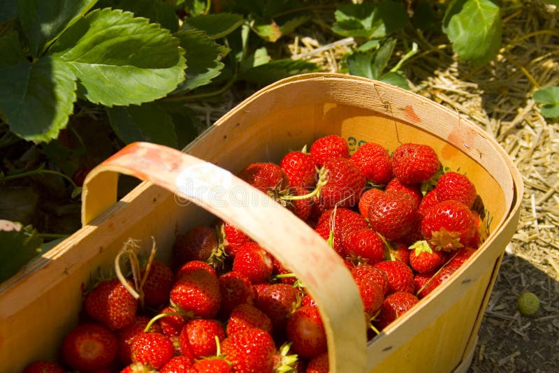 Strawberry Picking stock image. Image of strawberry, kneeling 2738533