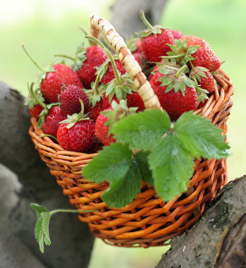 Strawberry in a basket stock photo. Image of hamper, strawberry 9260870
