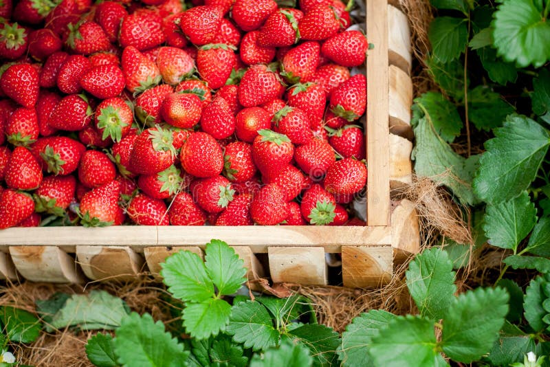 Strawberry Beautifully Arranged in a Basket Waiting for Transmission