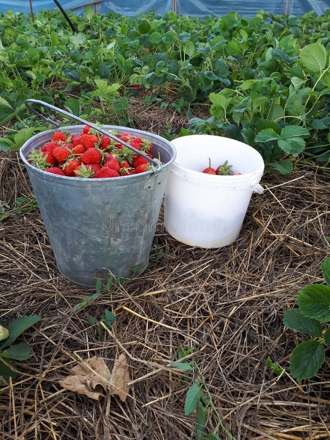 Strawberry Berries in Bucket on a Strawberry Bed Stock Photo Image of