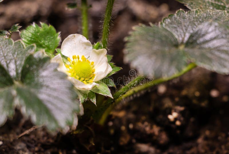 Strawberry in Bloom, How To Strawberry To Bloom Concept Stock Image